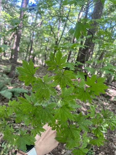 Image of Acer pseudosieboldianum by (c) Tatyana Petrenko, some rights reserved (CC BY)