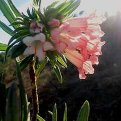 Lobostemon belliformis