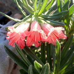 Lobostemon belliformis