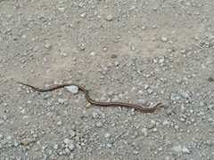 Ophisaurus attenuatus