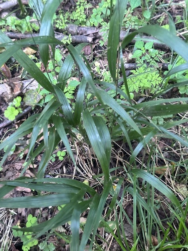 Image of Diarrhena mandshurica by (c) Tatyana Petrenko, some rights reserved (CC BY)