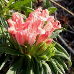 Lobostemon belliformis