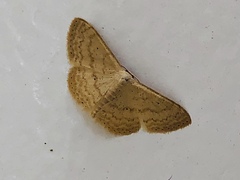 Lepidoptera