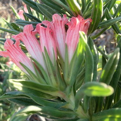 Lobostemon belliformis