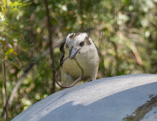 Eastern Brown Snake sighting