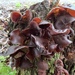 Auricularia auricula-judae - Photo (c) tilligerrynaturewatch, some rights reserved (CC BY-NC)