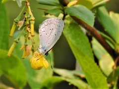 Celastrina lavendularis