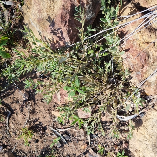 Phyllanthus carpentariae observed 2024-09-06