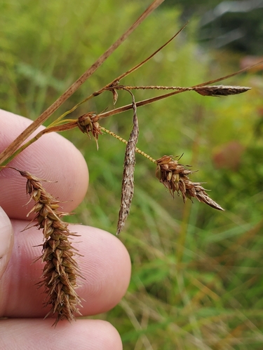 Image of Carex scabrata by (c) Will Kuhn, some rights reserved (CC BY)