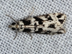 Scoparia axiolecta