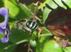 Amegilla