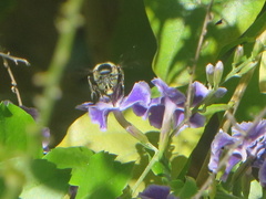 Amegilla