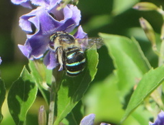 Amegilla