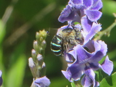 Amegilla