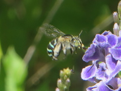 Amegilla