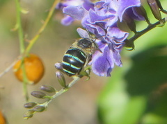 Amegilla