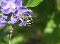 Amegilla