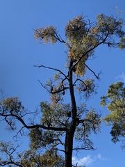 Amyema miquelii