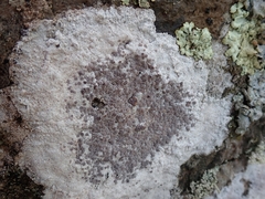 Lecanora farinacea