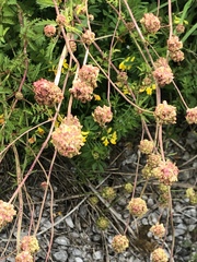Sanguisorba minor balearica