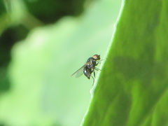 Diptera