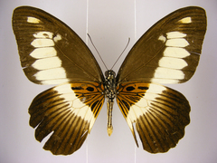 Papilio zenobia