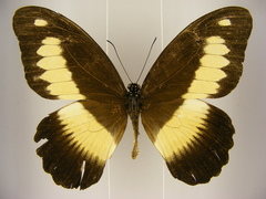 Papilio zenobia