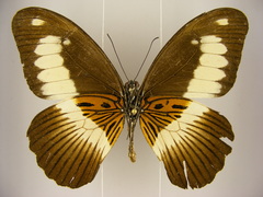 Papilio zenobia