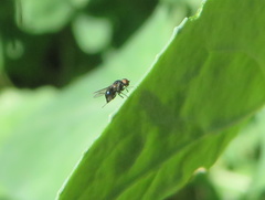 Diptera