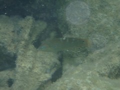 Halichoeres chrysotaenia