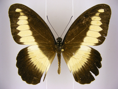 Papilio zenobia