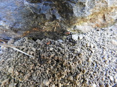 Polyrhachis lamellidens