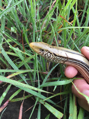 Ophisaurus attenuatus