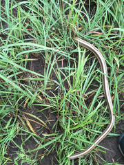 Ophisaurus attenuatus