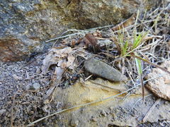 Polyrhachis lamellidens