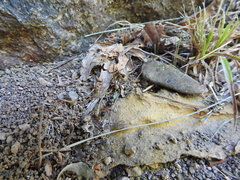 Polyrhachis lamellidens