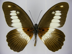 Papilio zenobia