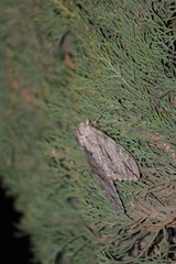 Sphinx leucophaeata