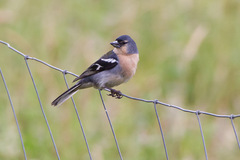 Fringilla coelebs moreletti