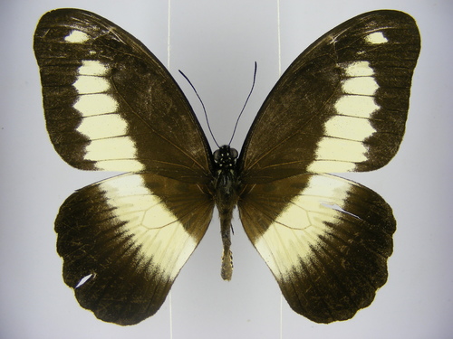 Zenobia Swallowtail