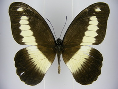 Papilio zenobia