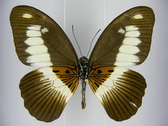 Papilio zenobia