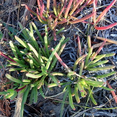 Carpobrotus muirii