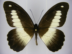 Papilio zenobia