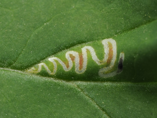 Spinach moth, photo 4 of 7