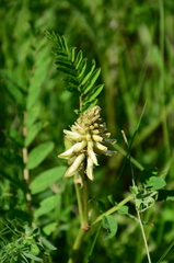 Astragalus uliginosus