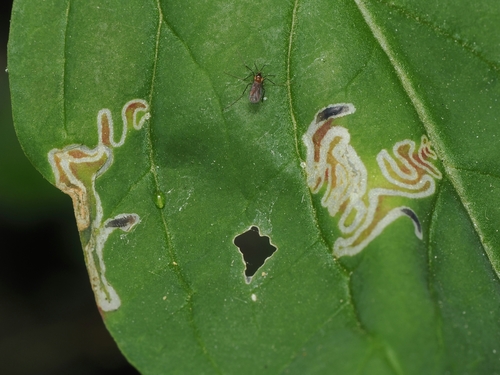Spinach moth, photo 2 of 7