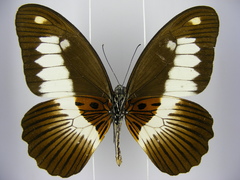 Papilio zenobia