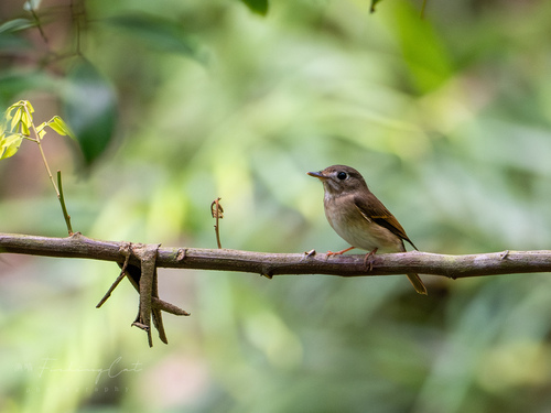 Brown-breasted Flycatcher