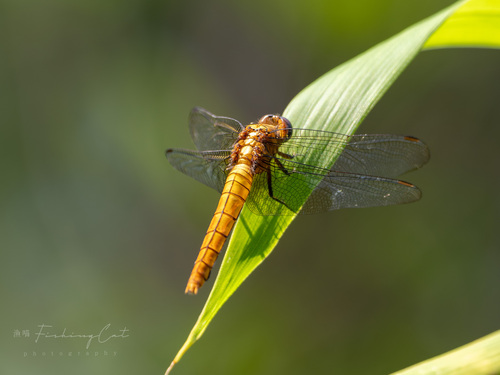 Common Red Skimmer